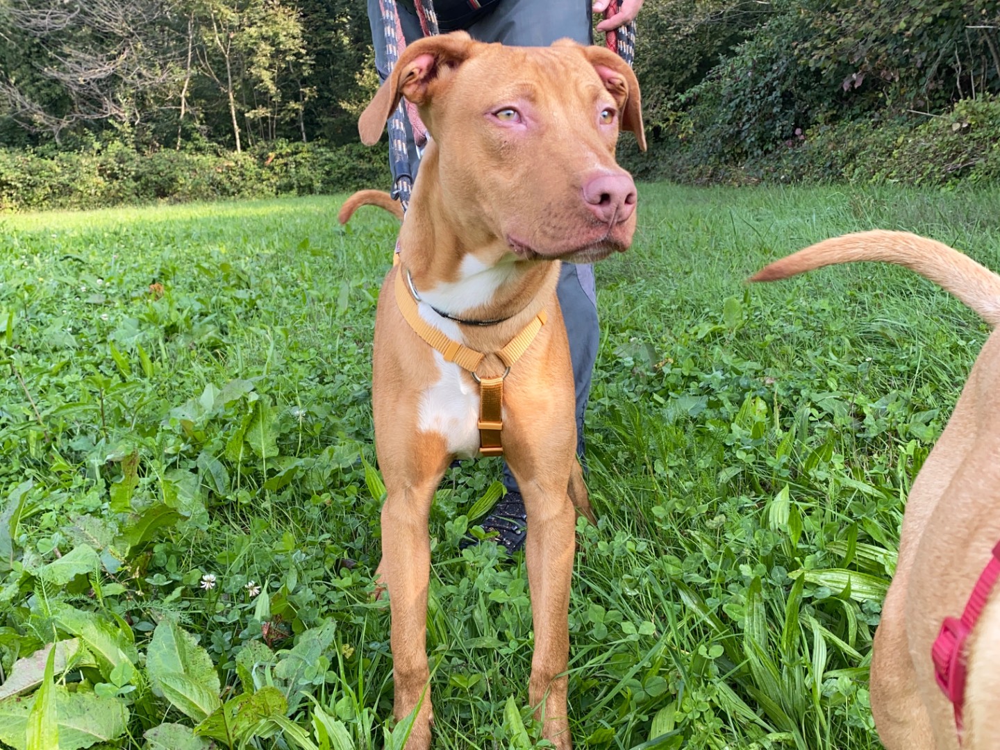 Vuoi adottare un cane a Varese?