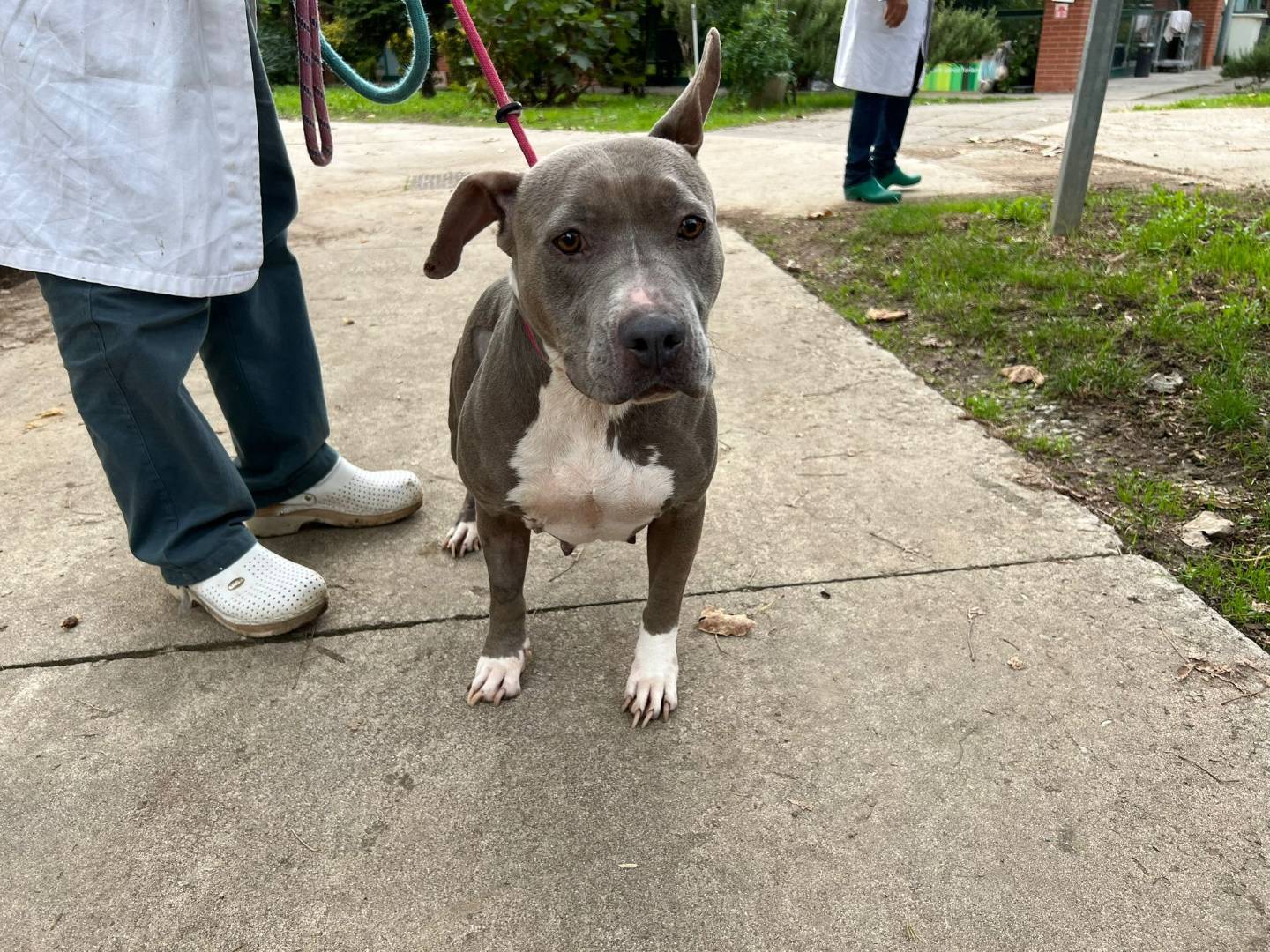 Adozione cane, femmina, Pitbull Razza sconosciuta, 5 anni e 2 mesi, taglia media, Milano
