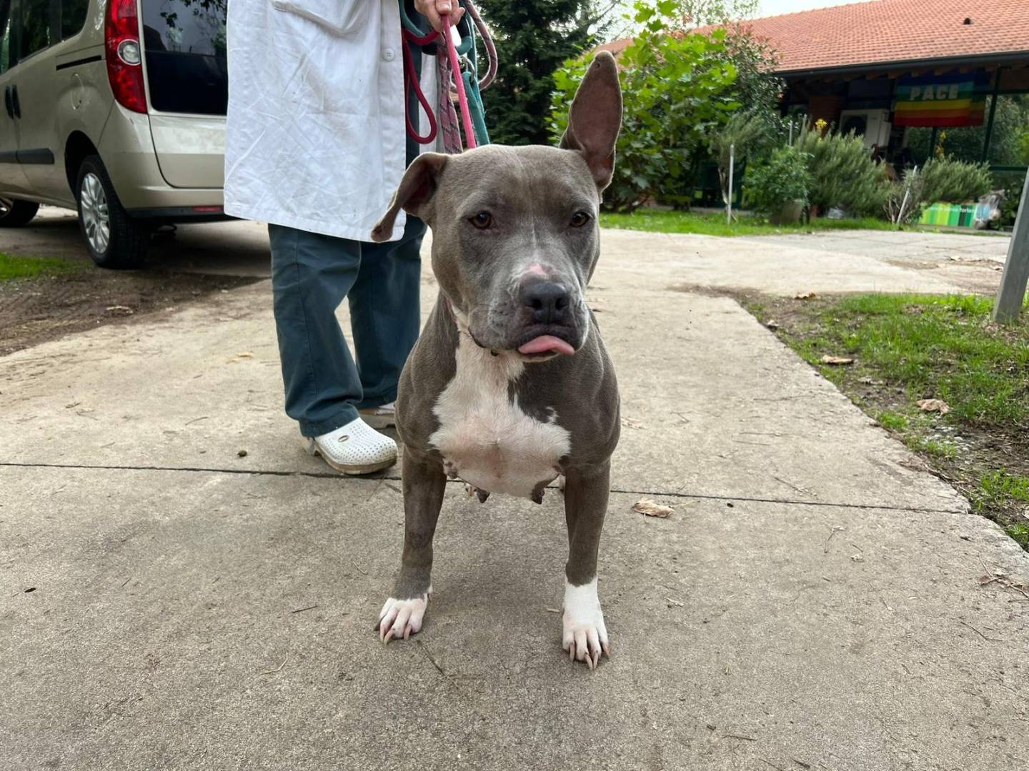 Adotta un cane, femmina, 5 anni e 2 mesi, Milano