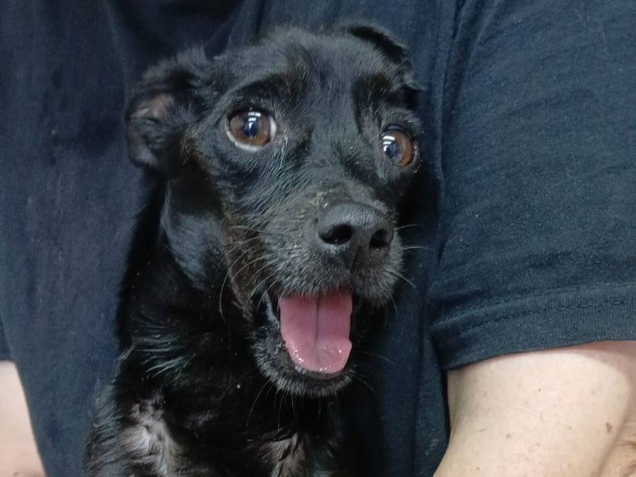 Adozione cane, maschio, Razza sconosciuta Razza sconosciuta, 2 anni e 1 mese, taglia piccola, Firenze