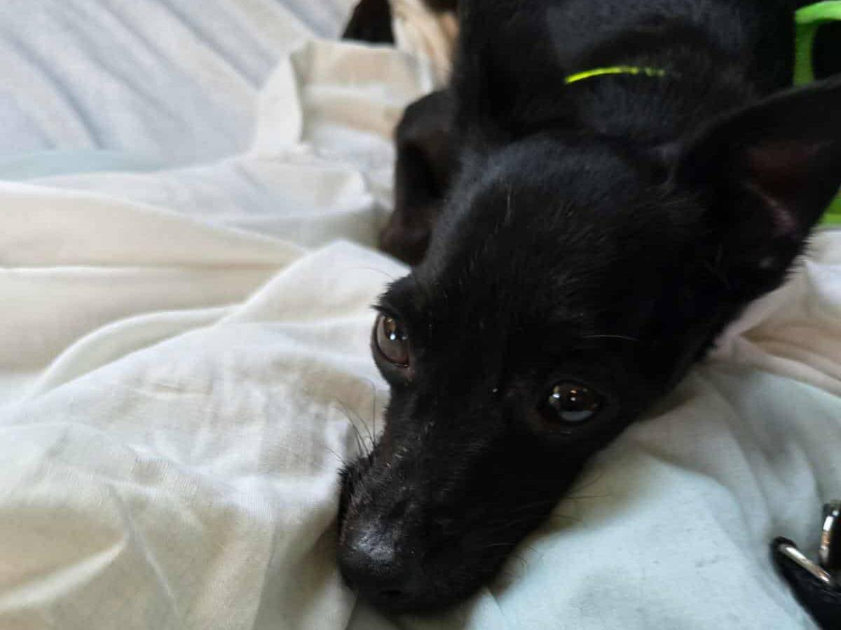 Adotta un cane, maschio, 2 anni e 1 mese, Firenze