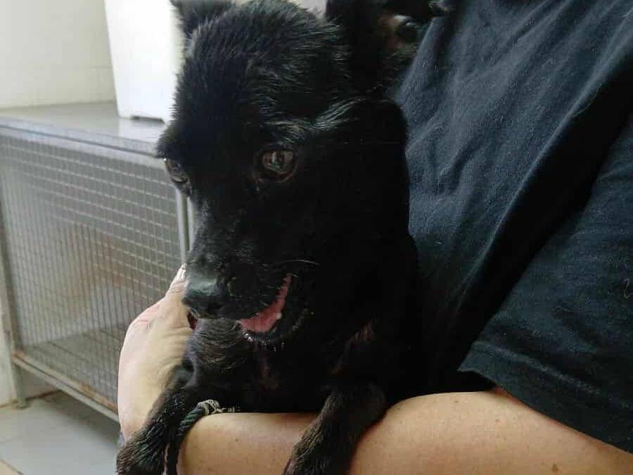 Vuoi adottare un cane a Firenze?