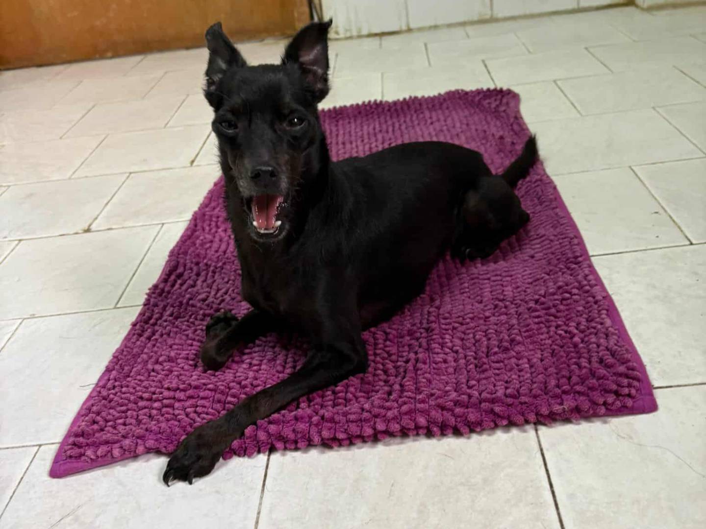 Adotta il cane FURIA a Firenze