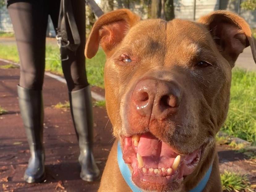 Adozione cane, maschio, Pitbull Razza sconosciuta, 14 anni e 4 mesi, taglia media, Milano