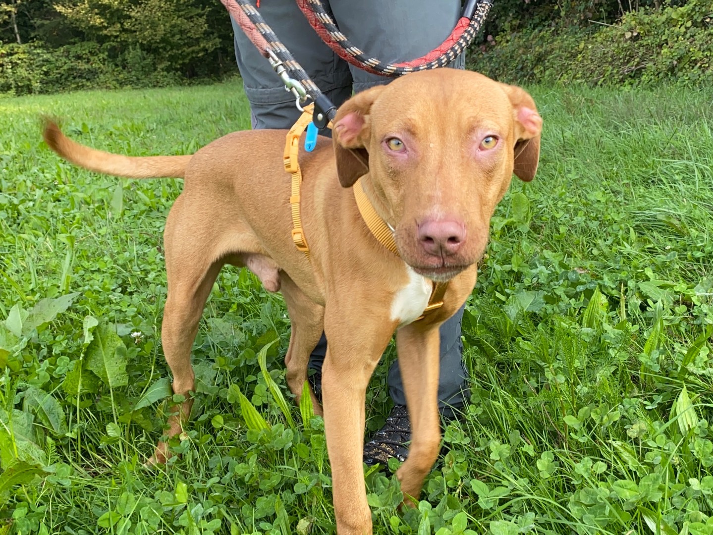 Adozione cane, maschio, Razza sconosciuta Razza sconosciuta, 4 mesi, taglia media, Varese