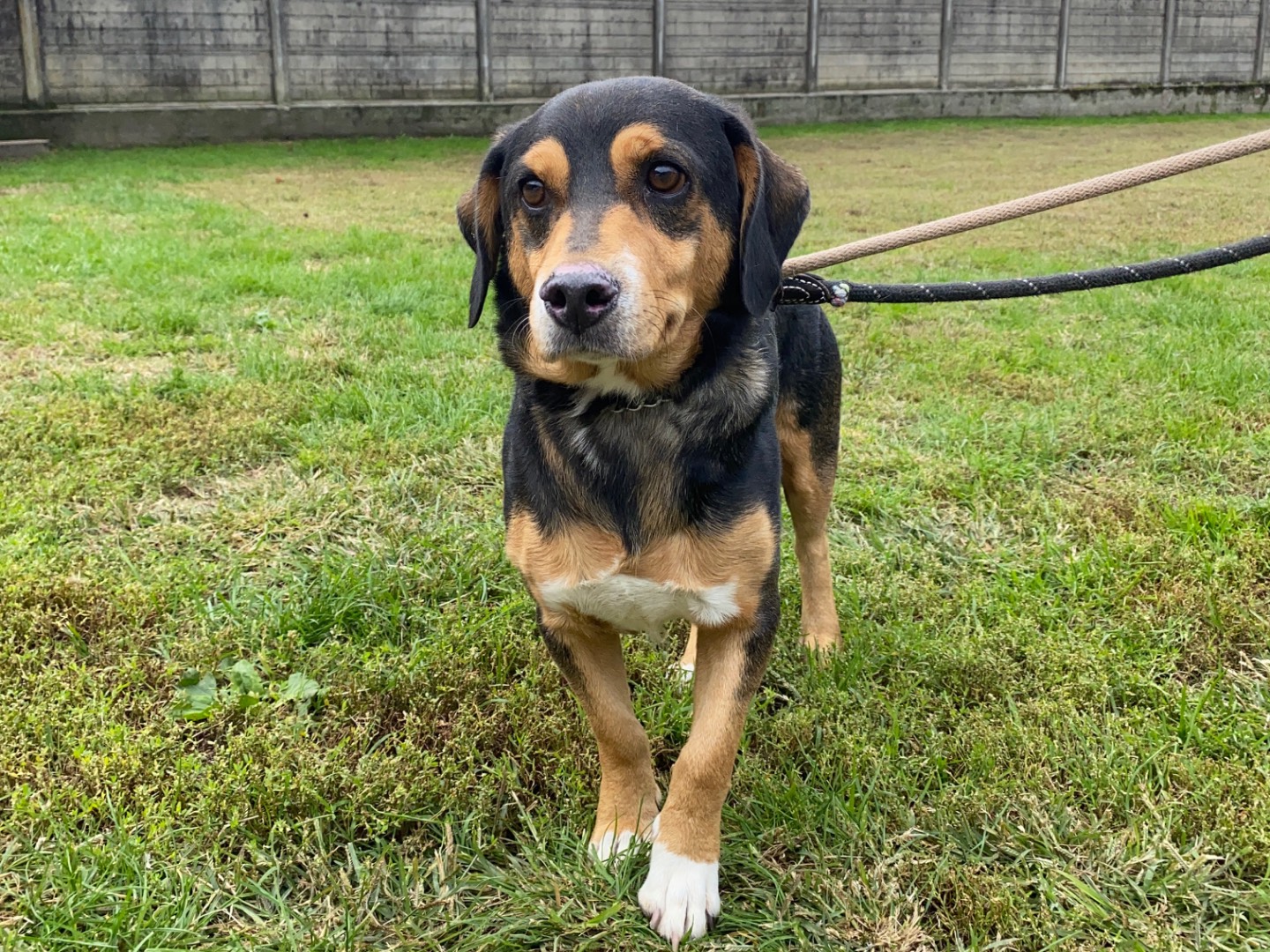 Adotta un cane, taglia media, maschio, Varese