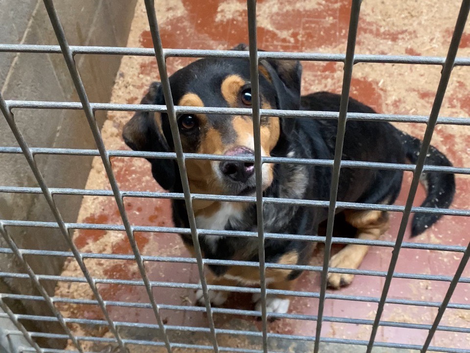 Vuoi adottare un cane a Varese?