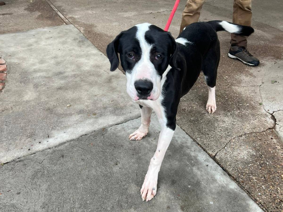 Adozione cane, maschio, Segugio Razza sconosciuta, 7 mesi, taglia media, Milano