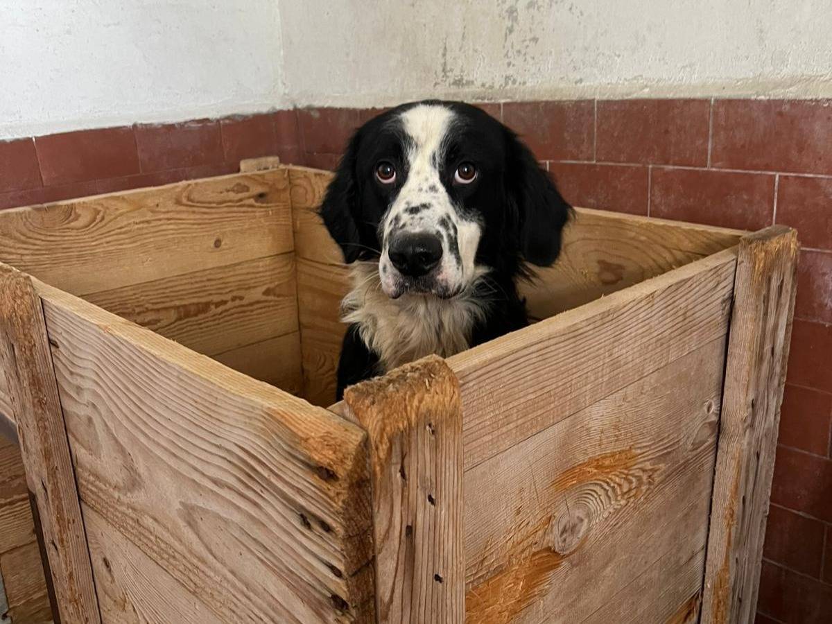 Adozione cane, maschio, Border Collie Razza sconosciuta, 3 anni e 9 mesi, taglia media, Milano