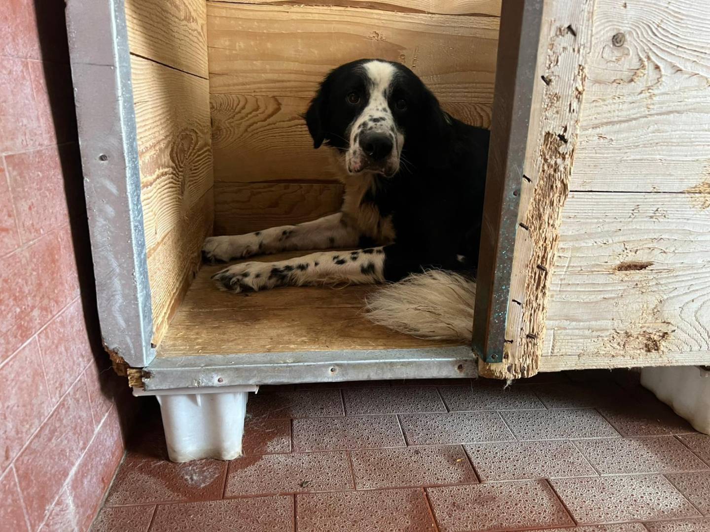 Adotta un cane, maschio, 3 anni e 9 mesi, Milano