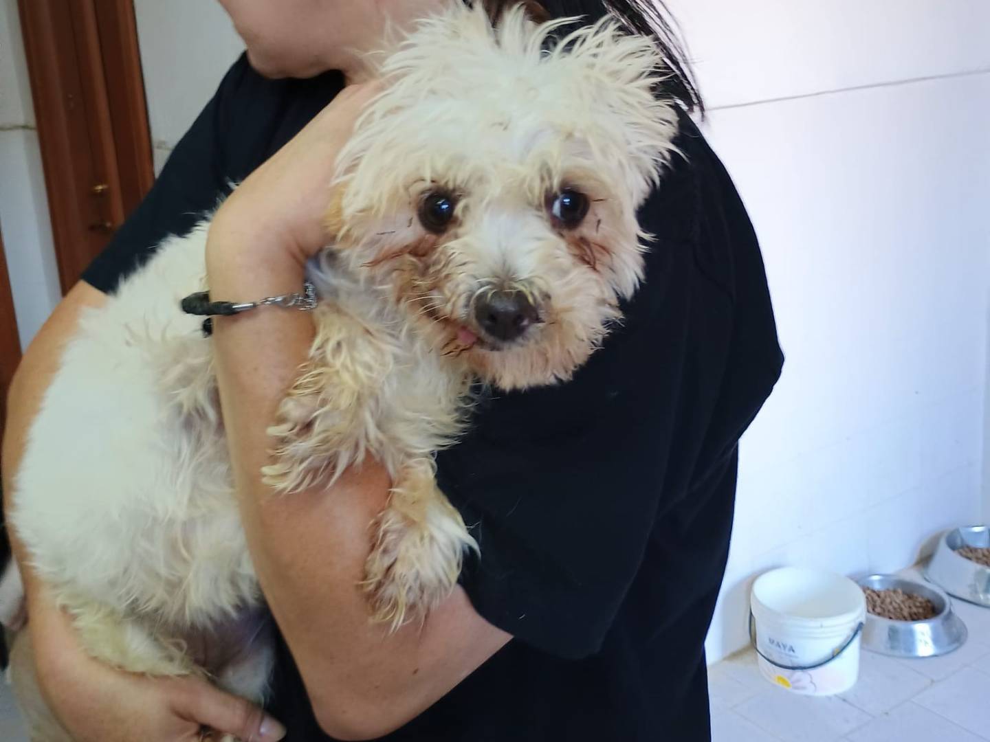 Adozione cane, femmina, Maltese Razza sconosciuta, 4 anni e 1 mese, taglia piccola, Firenze