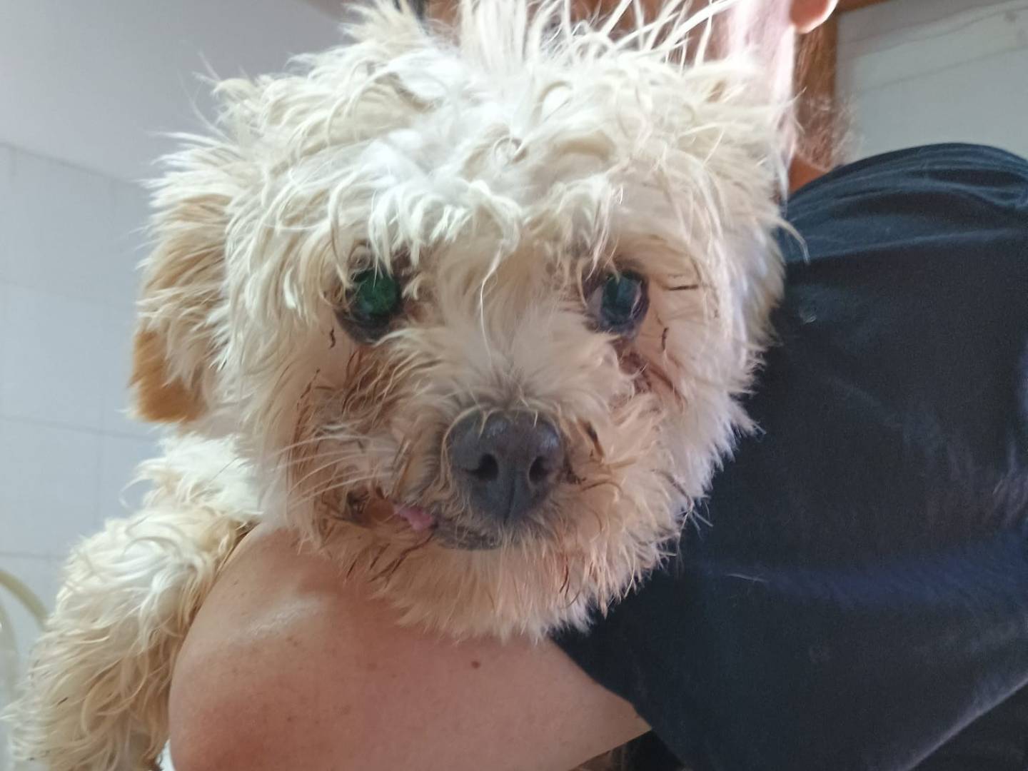 Adotta un cane, femmina, 4 anni e 1 mese, Firenze