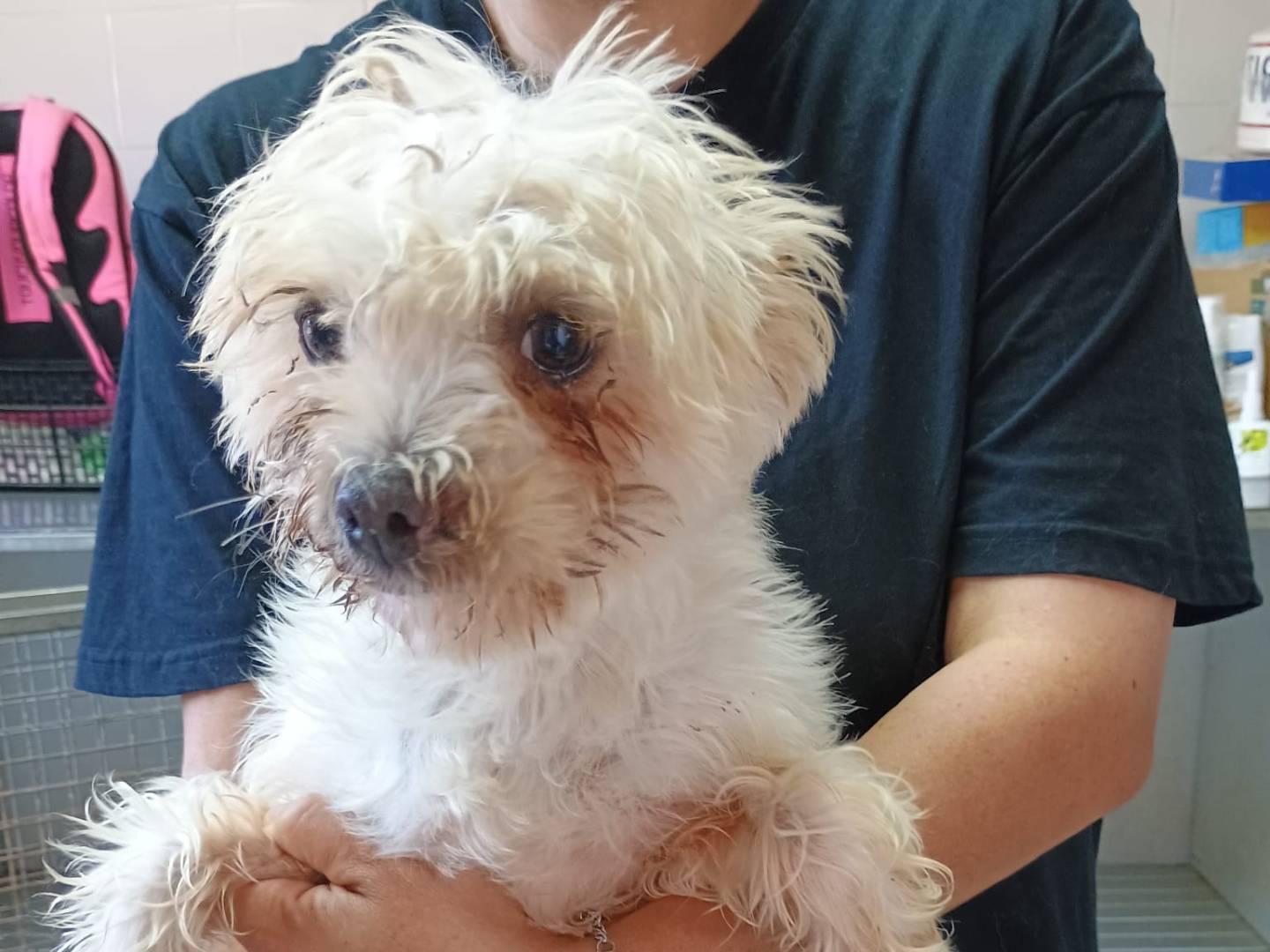 Adotta un cane, taglia piccola, femmina, Firenze