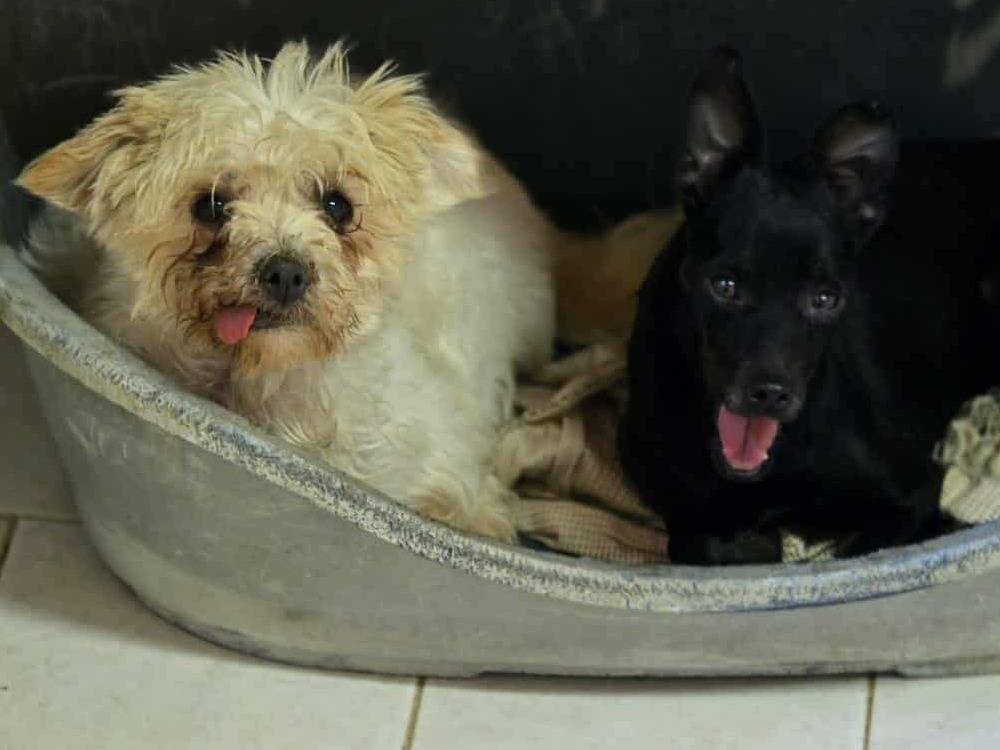 Vuoi adottare un cane a Firenze?