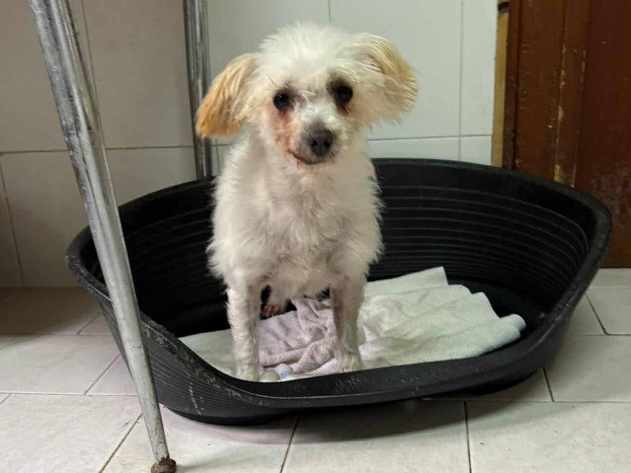 Adotta il cane ROSINA a Firenze