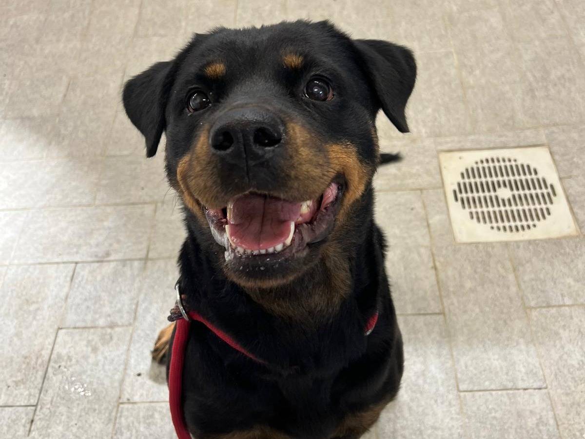 Adozione cane, femmina, Rottweiler Razza sconosciuta, 5 anni e 4 mesi, taglia media, Milano