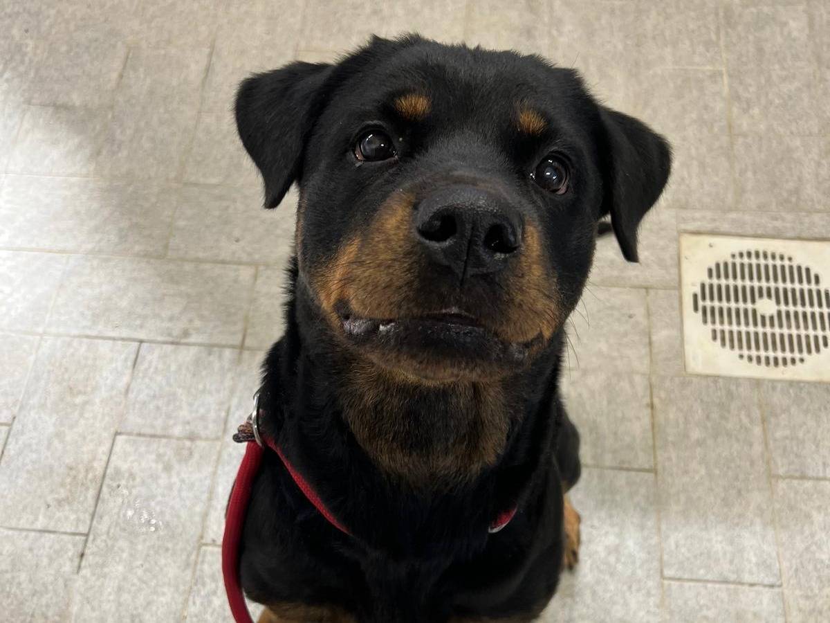 Adotta un cane, femmina, 5 anni e 4 mesi, Milano