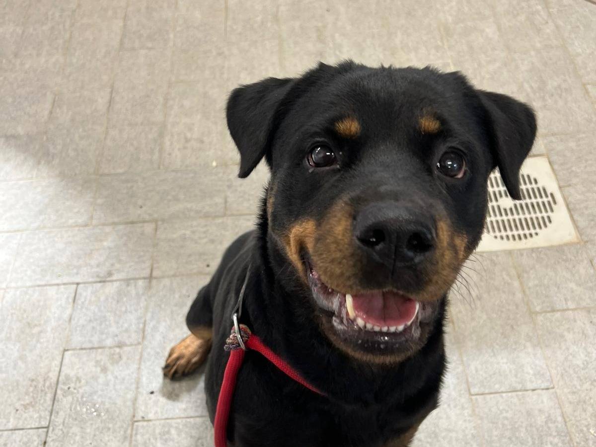 Adotta un cane, taglia media, femmina, Milano