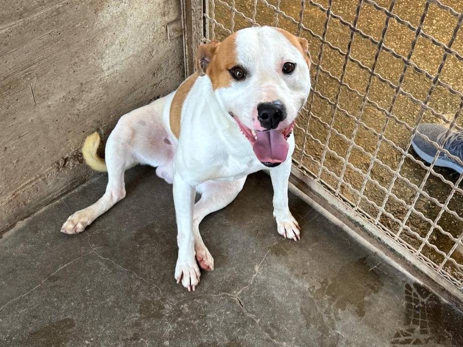 Adozione cane, maschio, Staffordshire Bull terrier Razza sconosciuta, 1 anno e 1 mese, taglia media contenuta, Firenze