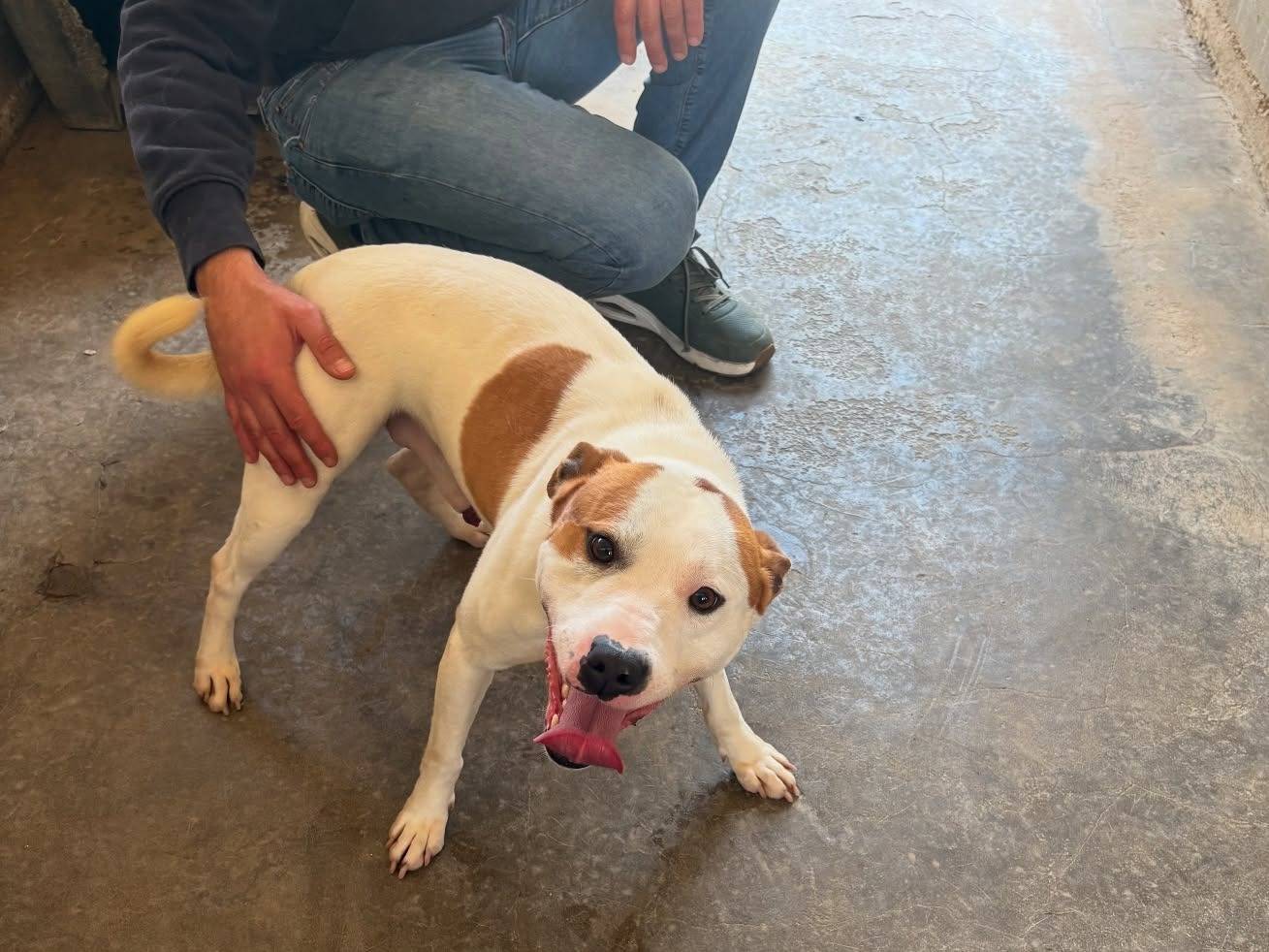Adotta un cane, maschio, 1 anno e 1 mese, Firenze