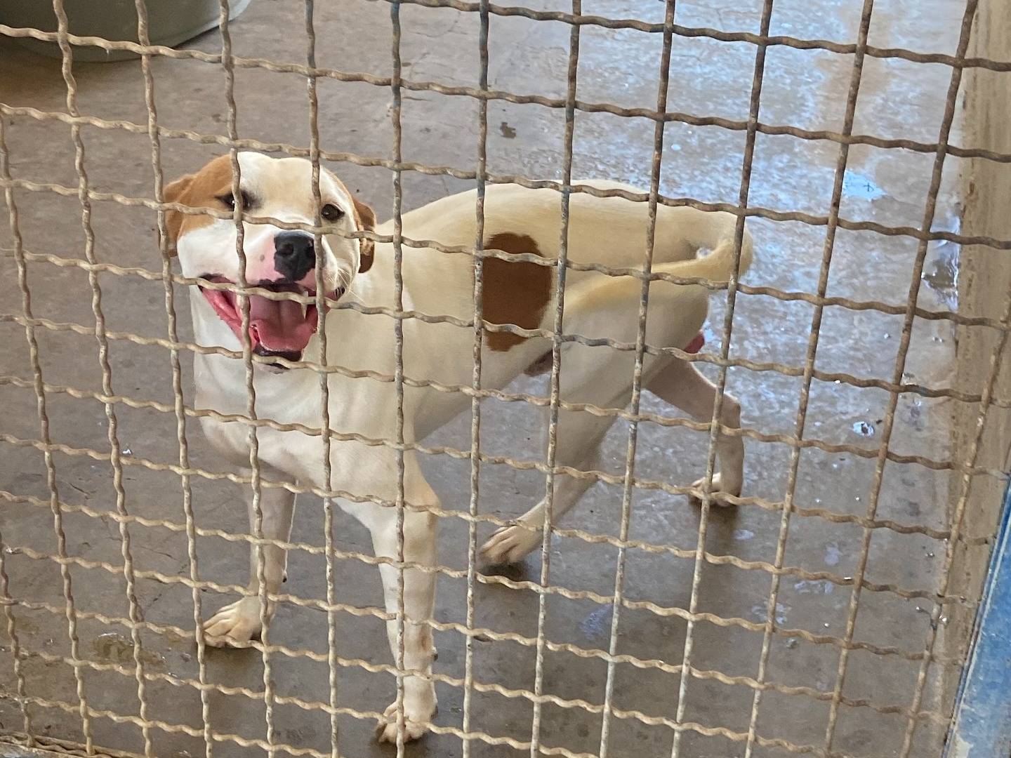 Adotta un cane, taglia media contenuta, maschio, Firenze