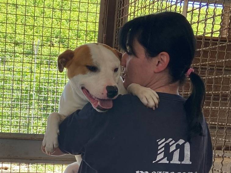 Vuoi adottare un cane a Firenze?
