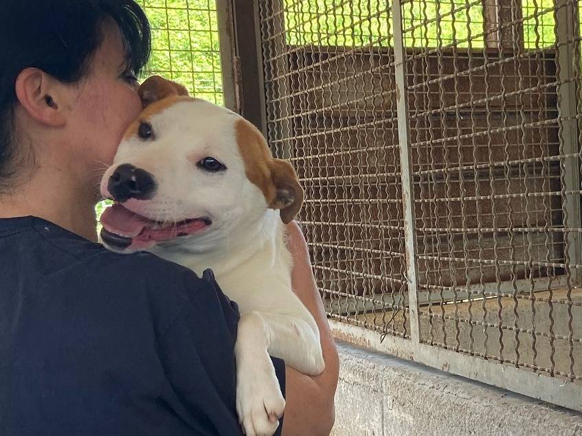 Adotta il cane IGOR a Firenze