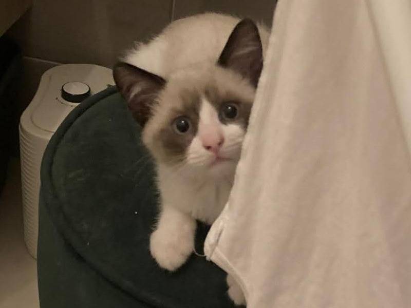 Adozione gatto, maschio, Snowshoe Razza sconosciuta, 6 mesi, taglia non valida, Napoli