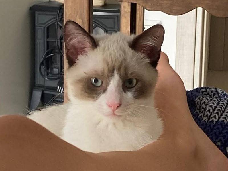 Adotta un gatto, maschio, 6 mesi, Napoli