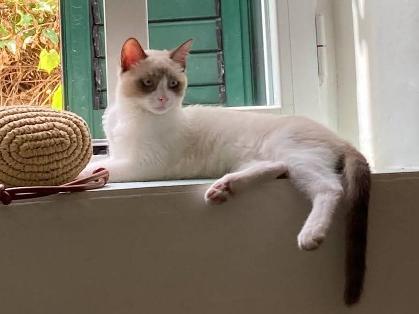Adotta un gatto, taglia non valida, maschio, Napoli