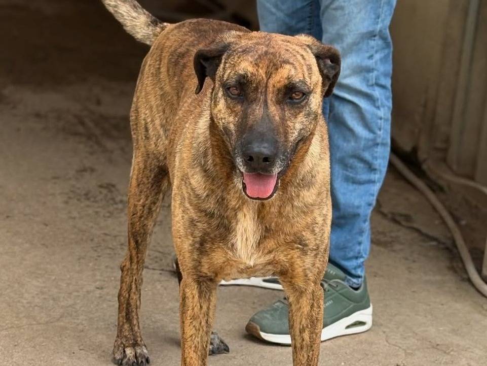 Adozione cane, femmina, Razza sconosciuta Razza sconosciuta, 3 anni e 3 mesi, taglia media, Firenze