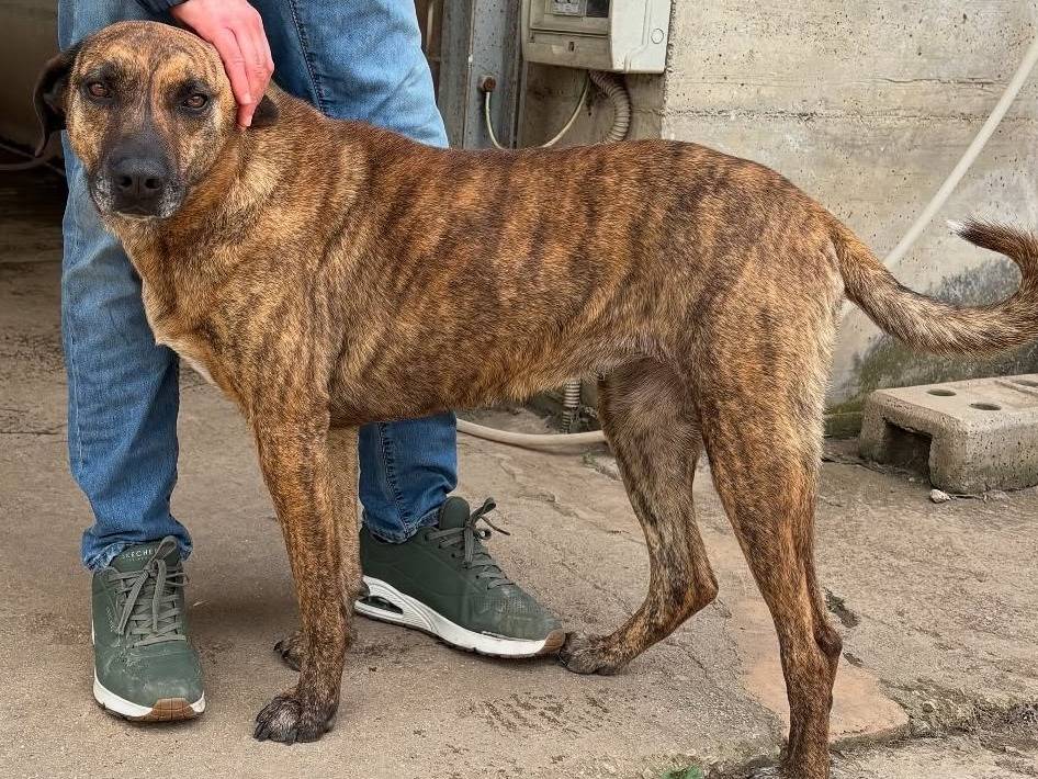 Adotta un cane, femmina, 3 anni e 3 mesi, Firenze