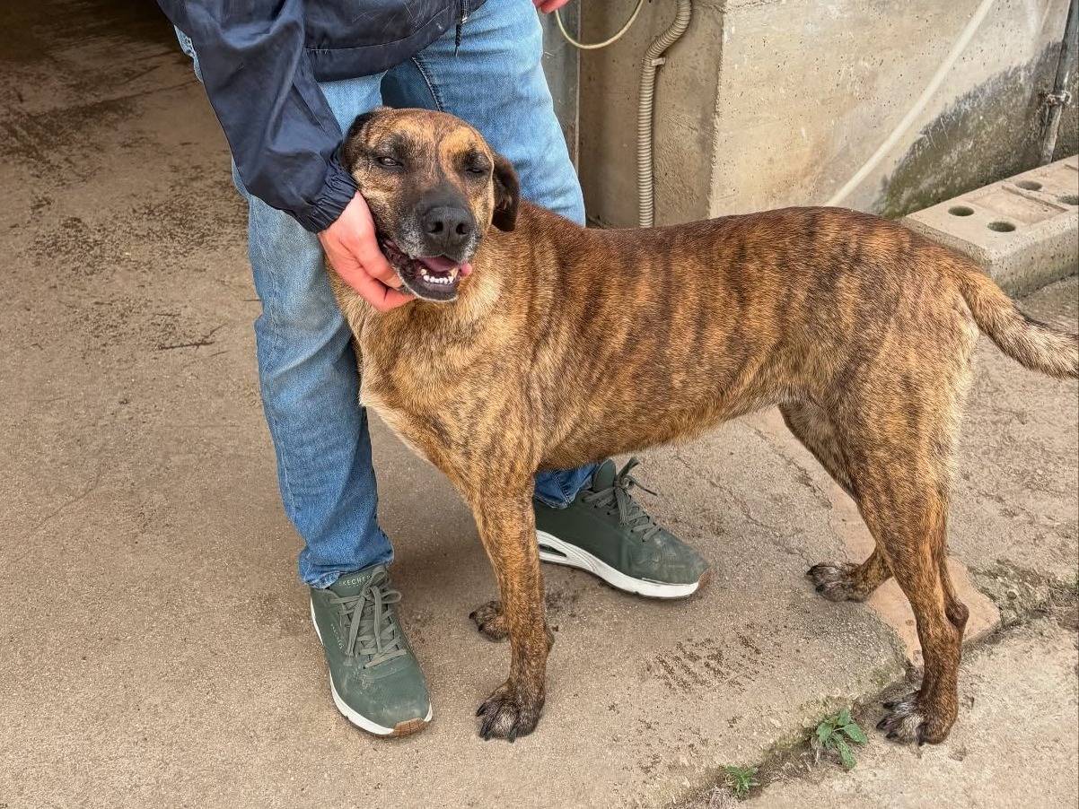 Adotta un cane, taglia media, femmina, Firenze