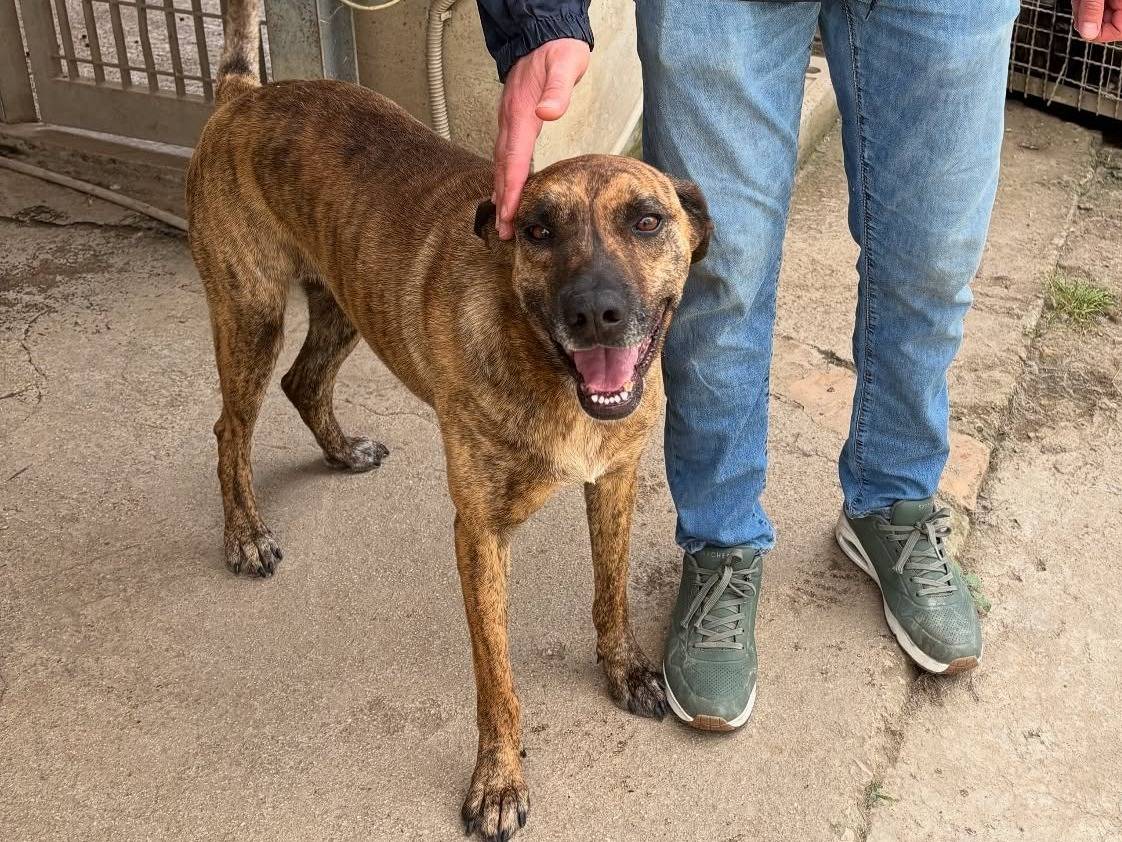 Vuoi adottare un cane a Firenze?