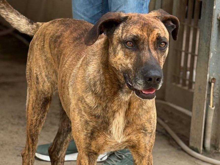 Adotta il cane TIGRA a Firenze