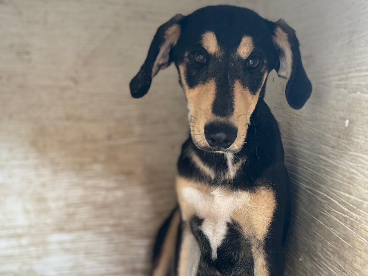 Adozione cane, maschio, Razza sconosciuta Razza sconosciuta, 4 mesi, taglia media, Cosenza