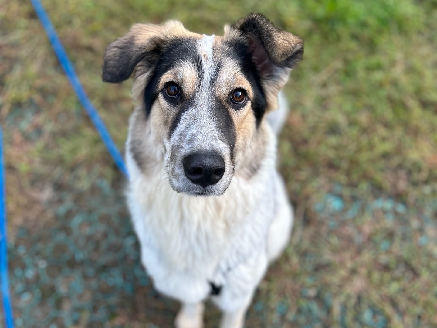 Adozione cane, femmina, Razza sconosciuta Razza sconosciuta, 11 mesi, taglia media, Milano