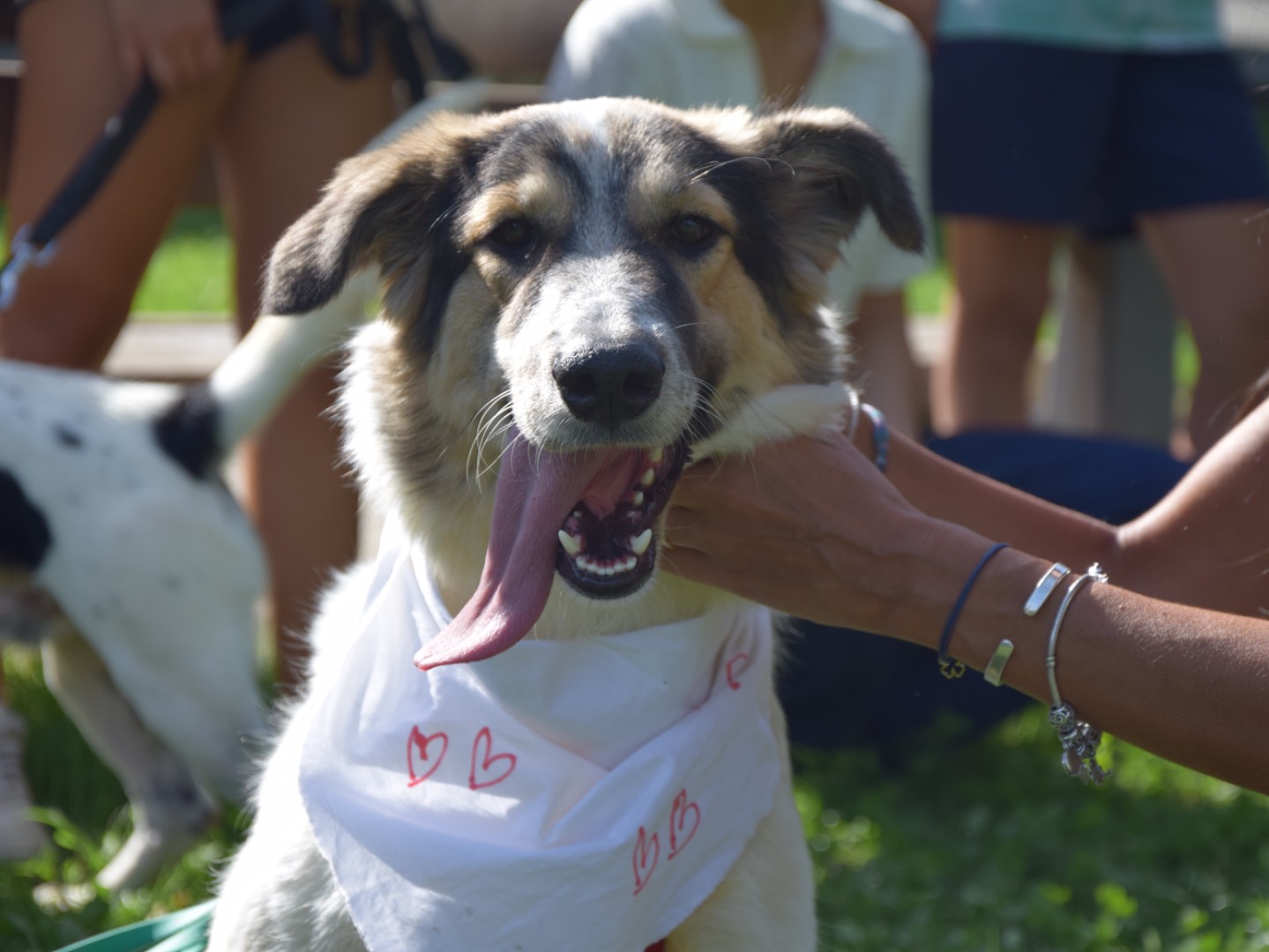 Adotta un cane, femmina, 11 mesi, Milano