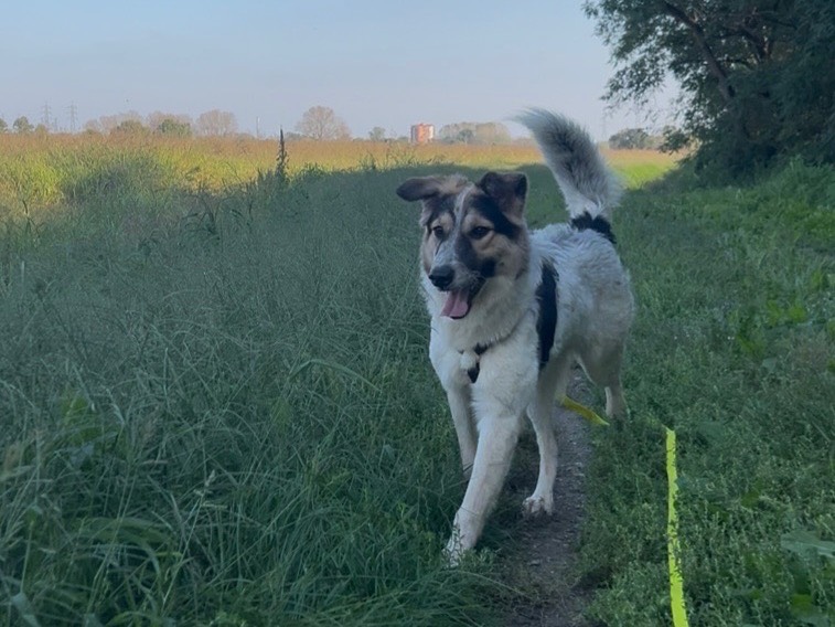 Adotta un cane, taglia media, femmina, Milano