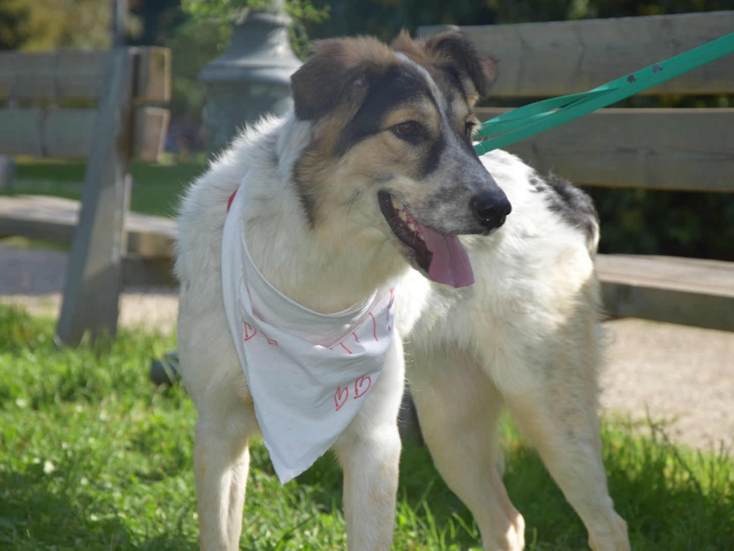 Vuoi adottare un cane a Milano?