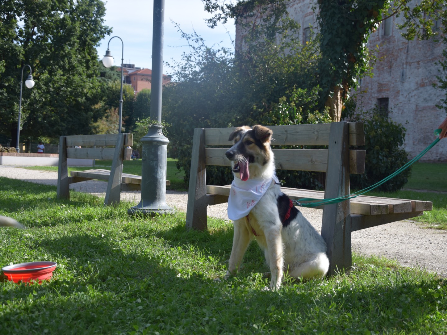 Adotta il cane Mya  a Milano