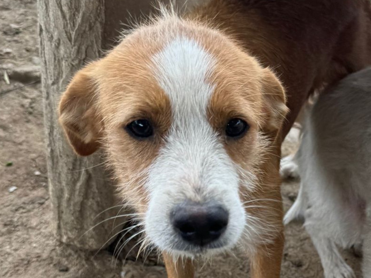 Adozione cane, maschio, Razza sconosciuta Razza sconosciuta, 5 mesi, taglia media contenuta, Cosenza
