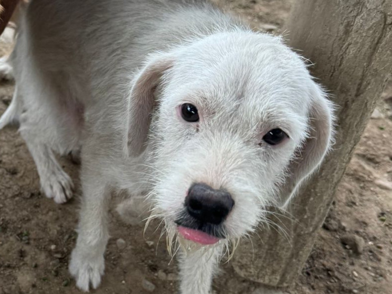 Adozione cane, femmina, Razza sconosciuta Razza sconosciuta, 5 mesi, taglia media contenuta, Cosenza