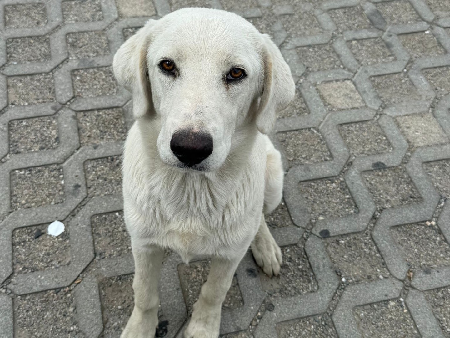 Adozione cane, maschio, Razza sconosciuta Razza sconosciuta, 8 mesi, taglia media contenuta, Cosenza