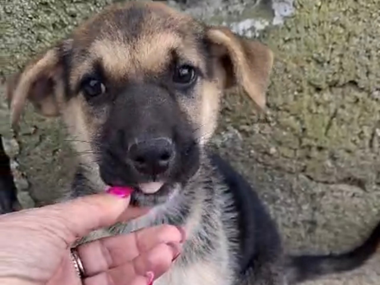 Adozione cane, femmina, Razza sconosciuta Razza sconosciuta, 2 mesi, taglia media, Cosenza