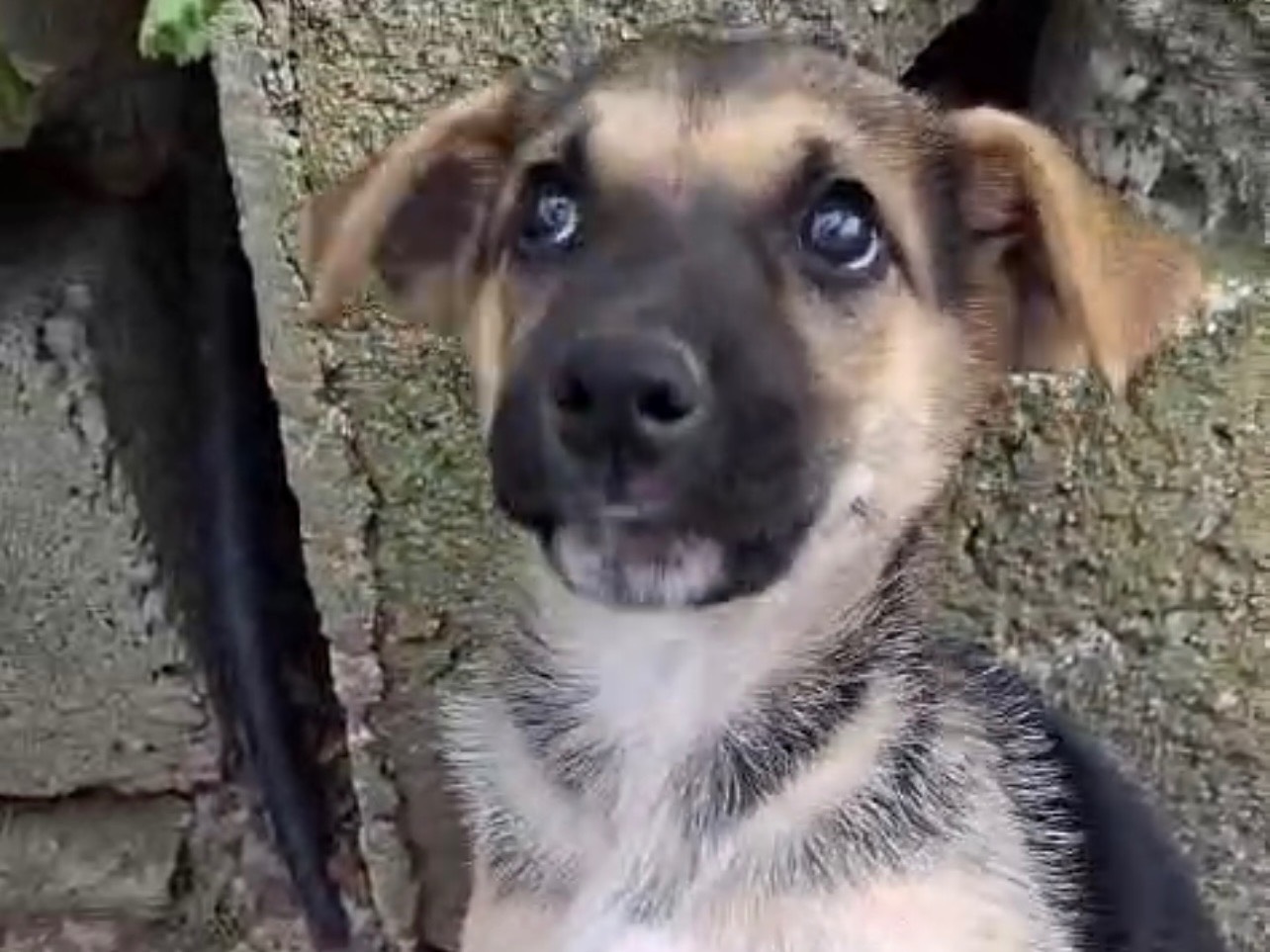Adotta un cane, femmina, 2 mesi, Cosenza