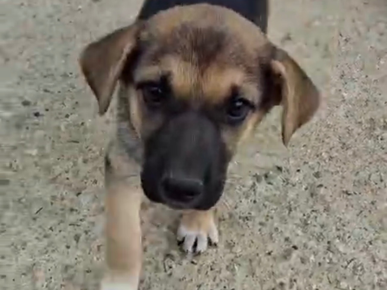 Adotta un cane, taglia media, femmina, Cosenza