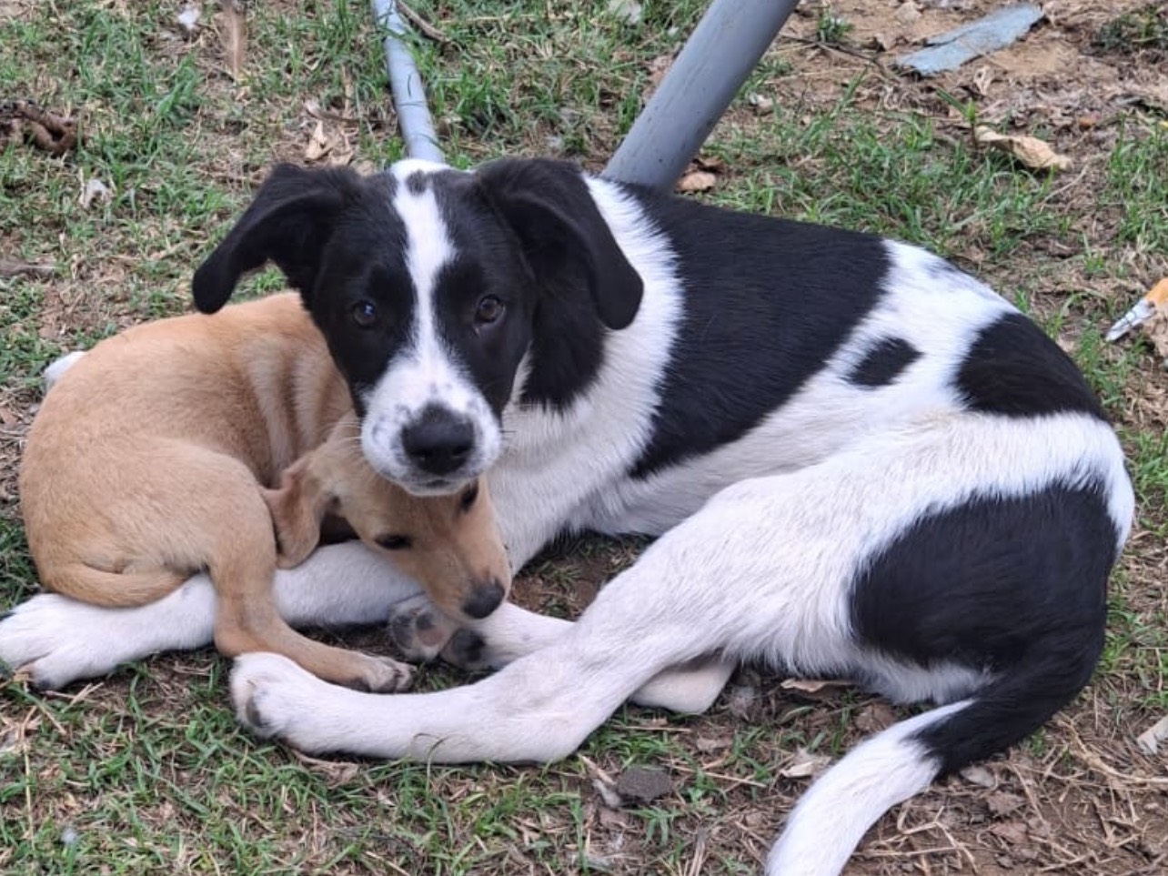 Adozione cane, maschio, Razza sconosciuta Razza sconosciuta, 6 mesi, taglia media contenuta, Cosenza