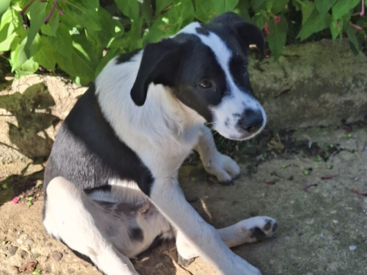Adotta un cane, maschio, 6 mesi, Cosenza