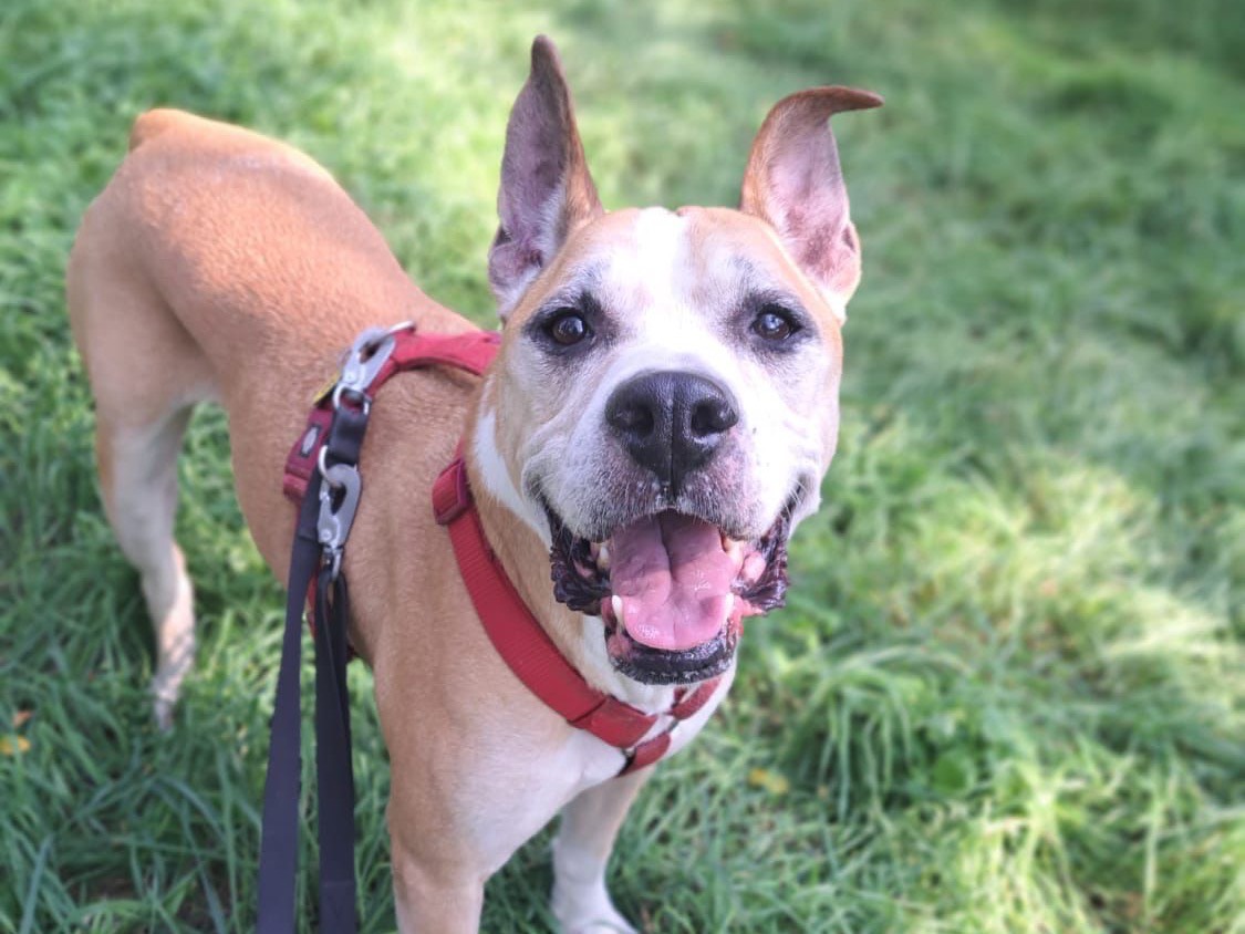 Adotta un cane, taglia media, maschio, Milano